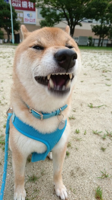 大あくび