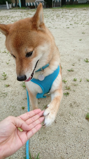大あくび