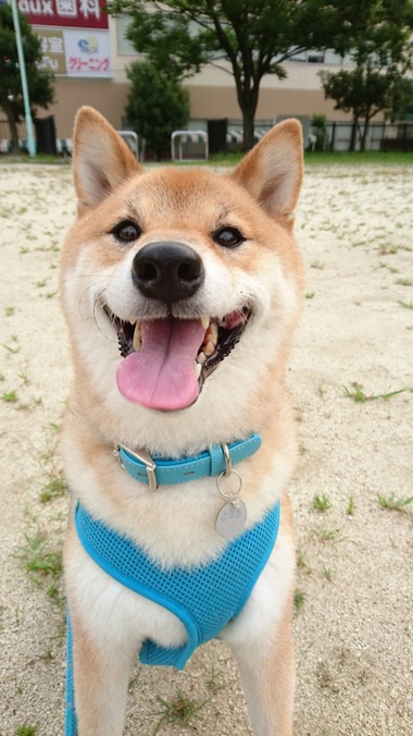 大あくび
