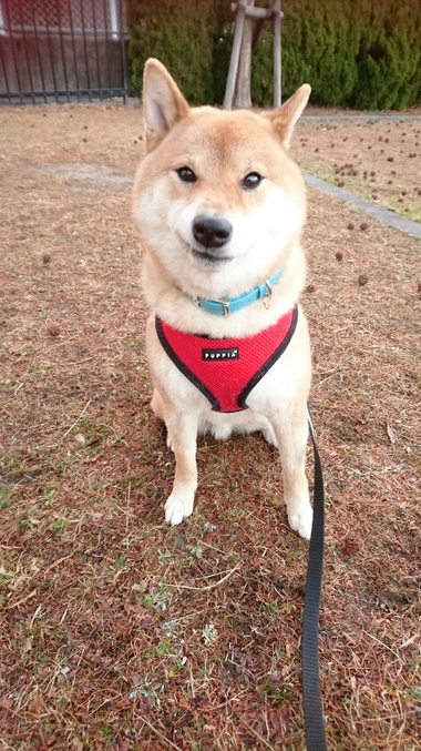 文句があるに違いない顔