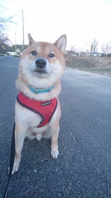 安定の可愛さ