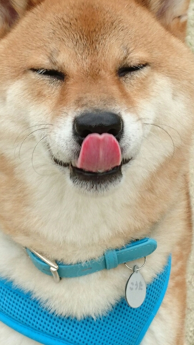 わいるどだろぉ