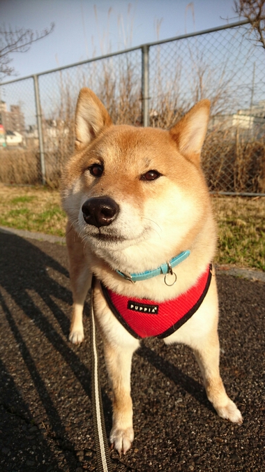 春だなー