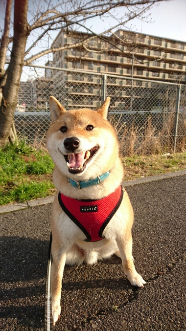 春だなー