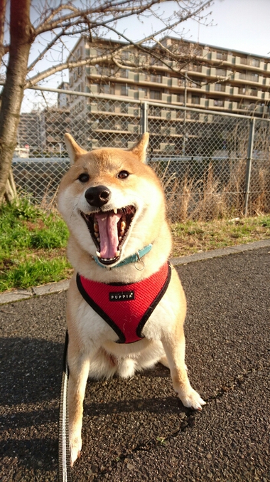 春だなー