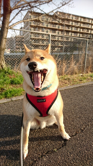 春だなー