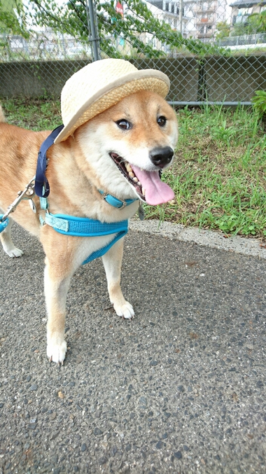 可愛いものには毒がある？