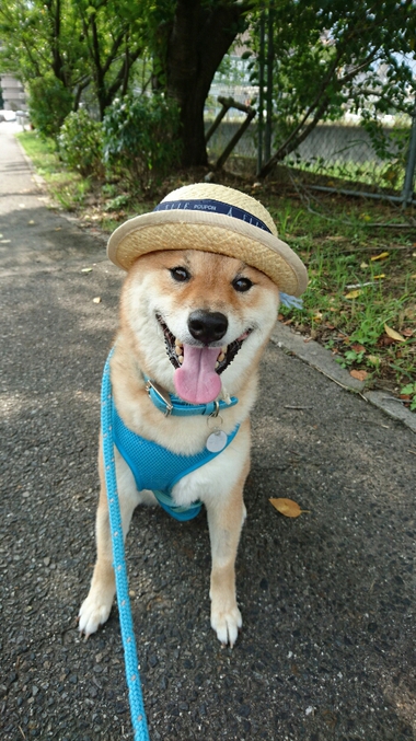 可愛いものには毒がある？