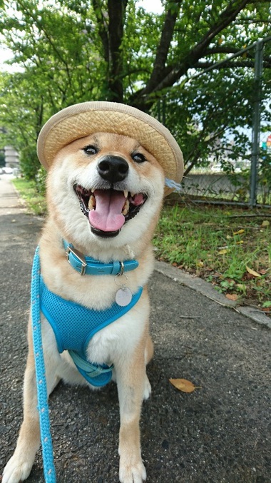 可愛いものには毒がある？