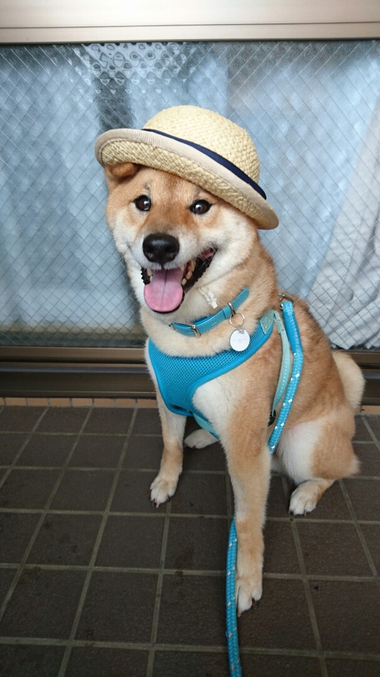 可愛いものには毒がある？