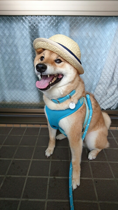 可愛いものには毒がある？
