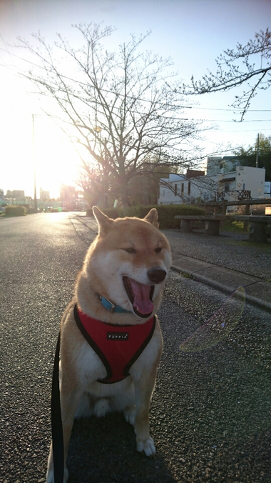 ハンバーグ弁当♪