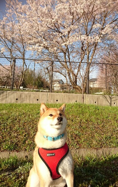 妹ちゃんとデート【花よりかけっこ】