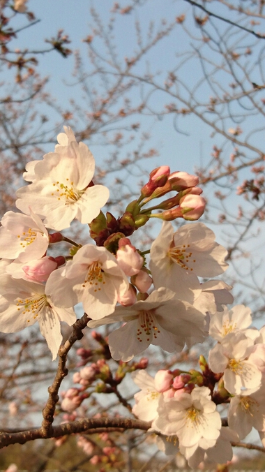 毎年恒例＾＾桜並木での撮影会♪　