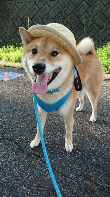 朝んぽ