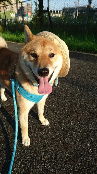 朝んぽ