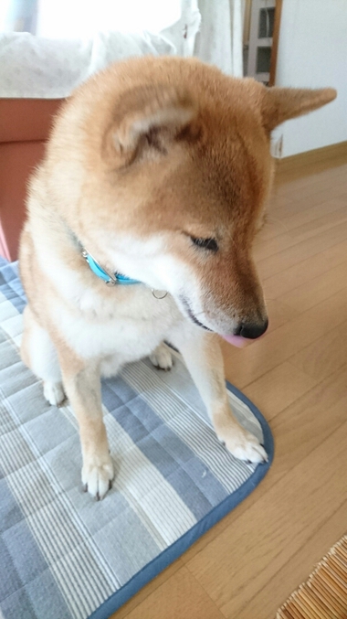 甘えん坊＆怒りん坊大賞