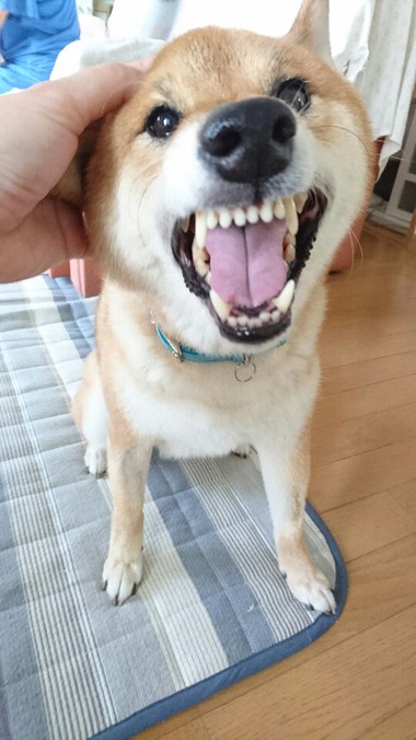 甘えん坊＆怒りん坊大賞
