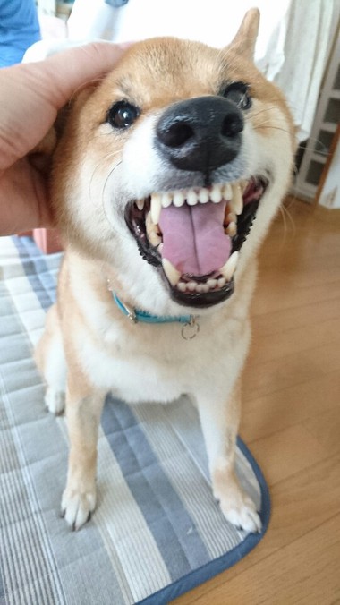 甘えん坊＆怒りん坊大賞
