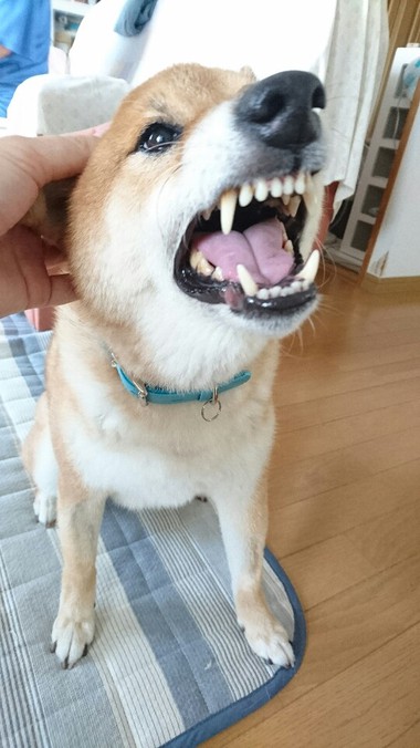 甘えん坊＆怒りん坊大賞