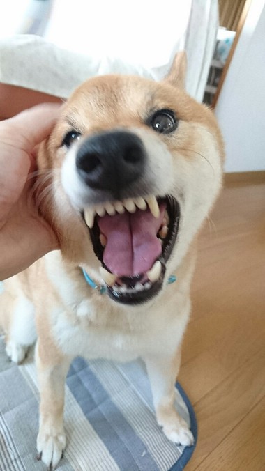 甘えん坊＆怒りん坊大賞