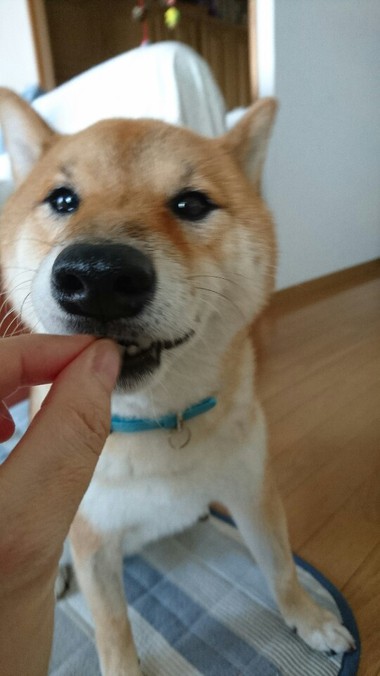 甘えん坊＆怒りん坊大賞