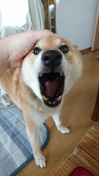 甘えん坊＆怒りん坊大賞