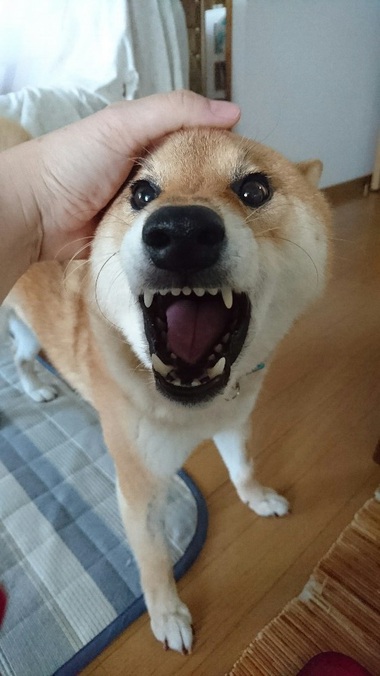甘えん坊＆怒りん坊大賞