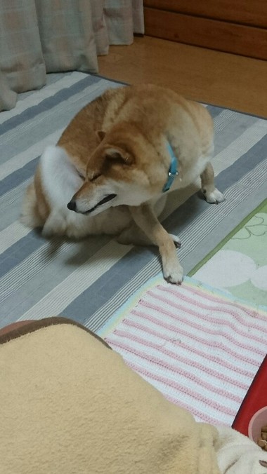 かい～の