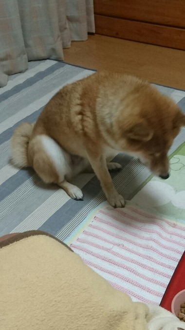 かい～の