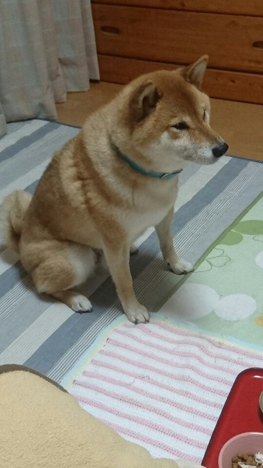 かい～の
