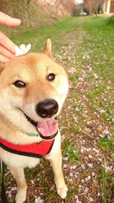 頭に桜を乗せた柴犬孝太の写真【2018まとめ】