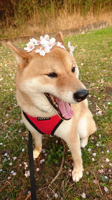 頭に桜を乗せた柴犬孝太の写真【2018まとめ】