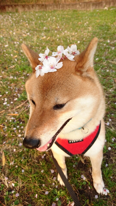 頭に桜を乗せた柴犬孝太の写真【2018まとめ】