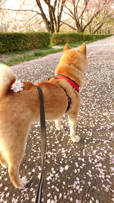 頭に桜を乗せた柴犬孝太の写真【2018まとめ】