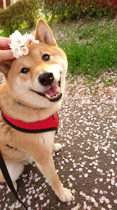 頭に桜を乗せた柴犬孝太の写真【2018まとめ】