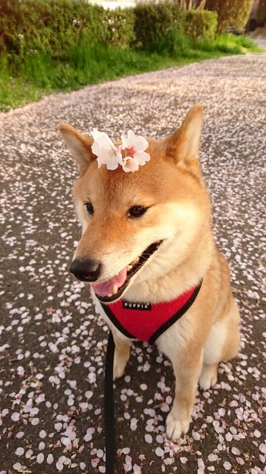 頭に桜を乗せた柴犬孝太の写真【2018まとめ】