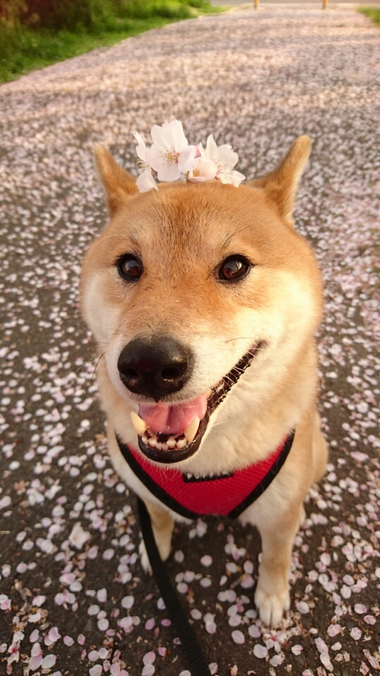 頭に桜を乗せた柴犬孝太の写真【2018まとめ】