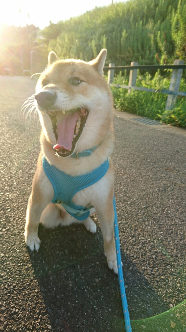 なんだってー！