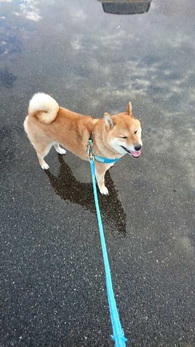 お弁当のたまごはどれだっ！！
