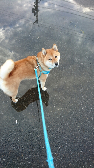 お弁当のたまごはどれだっ！！