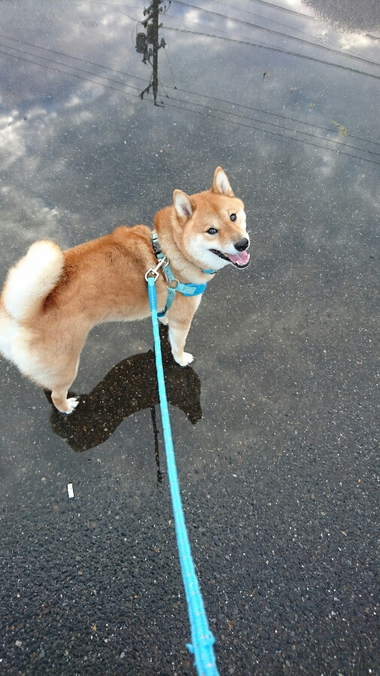 お弁当のたまごはどれだっ！！
