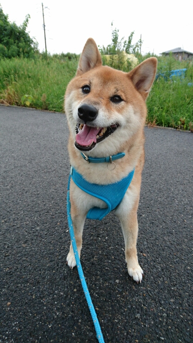 やめたっ！