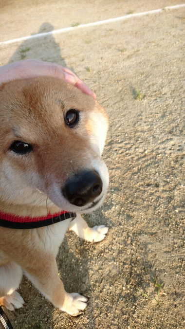 フラれた話＆どっちがモテるか