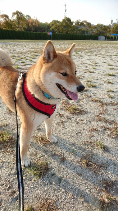フラれた話＆どっちがモテるか