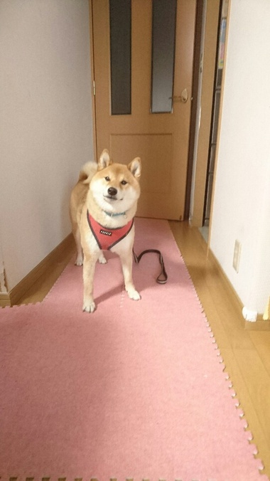 柴犬おさんぽグッズ