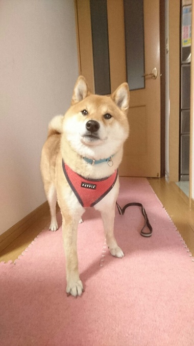 柴犬おさんぽグッズ