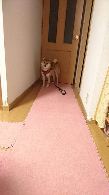 柴犬おさんぽグッズ