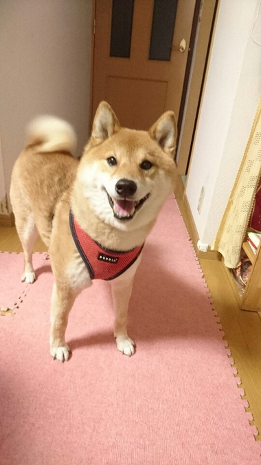 柴犬おさんぽグッズ