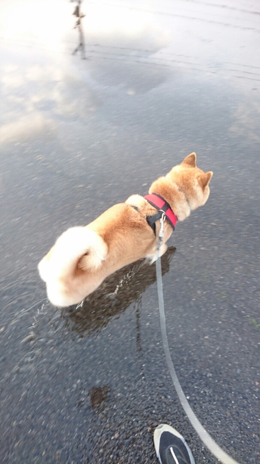 雨上がり